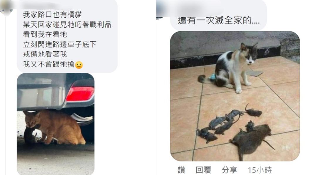 網友PO出其他貓咪專業殺鼠的照片。（圖／翻攝自路上觀察學院）