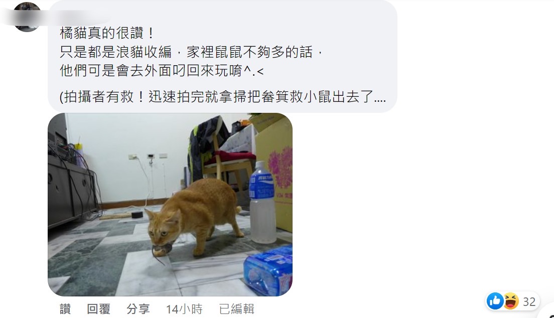 網友表示就算是養在家中的橘貓，還是有抓老鼠的習性。（圖／翻攝自路上觀察學院）