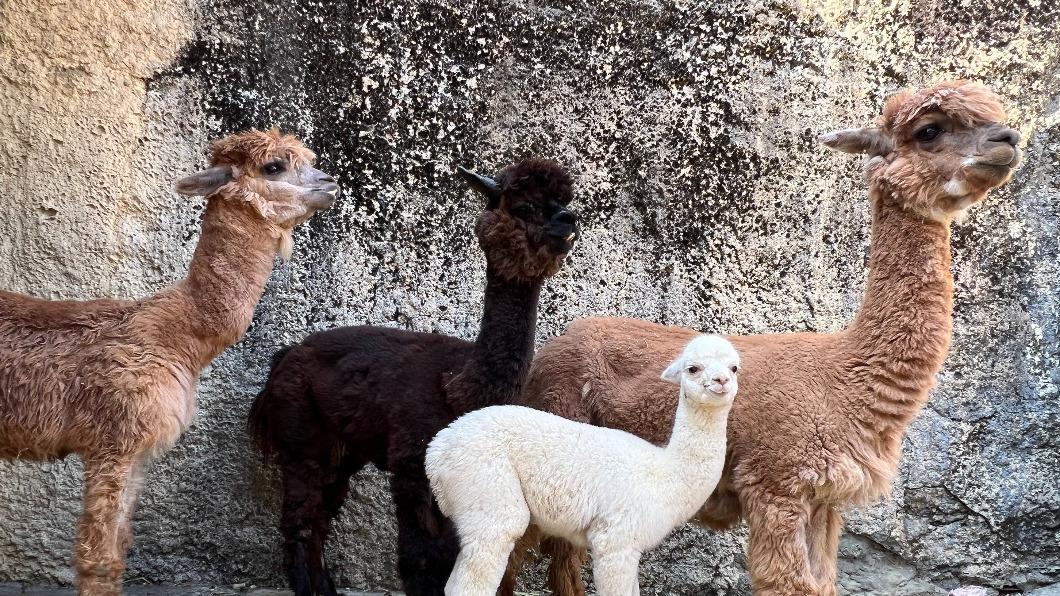 高雄壽山動物園門票開放預購 春節每天5000張