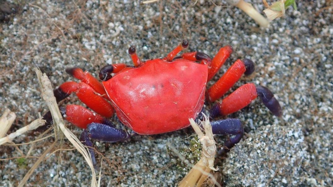 海保署調查蘭嶼海洋底棲生物 新紀錄多達32種