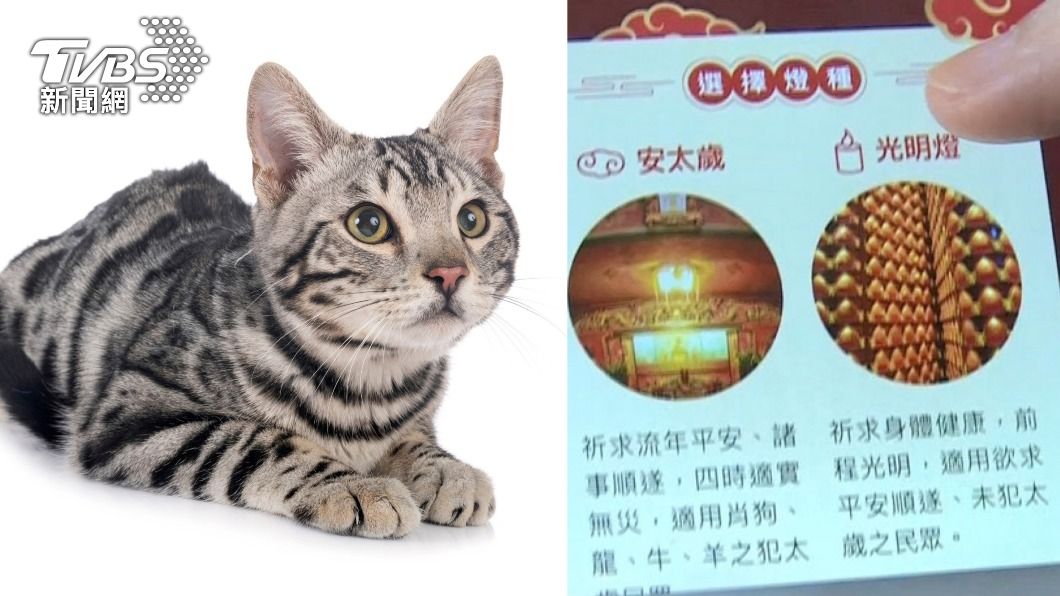 為寵物點光明燈!4禁忌必知「這類不要點」做錯恐出大事