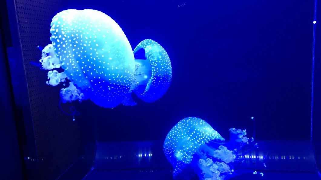 冬日太淒涼！日水族館「訪客0人」　哀號：拜託誰來吧