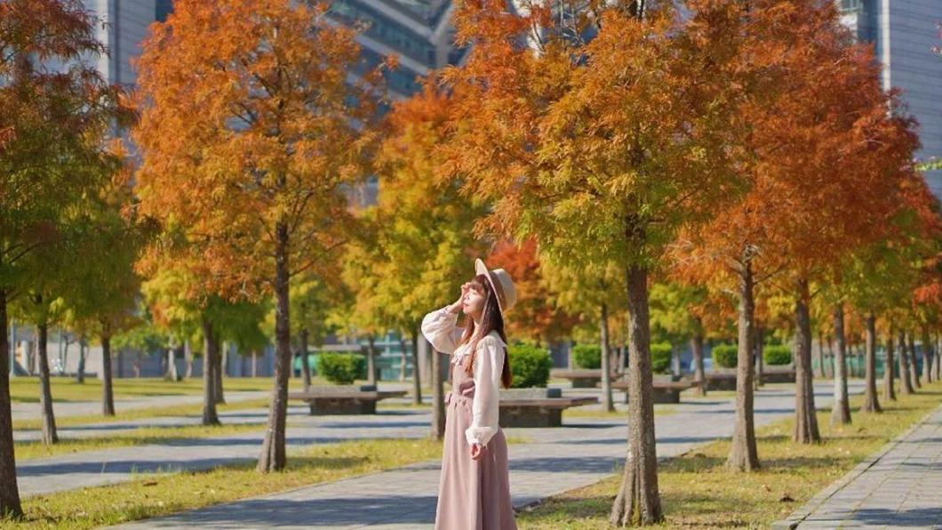 落羽松樹木非常高大挺拔,漫步其中頗有浪漫異國風情。(圖/@153_mom IG提供)