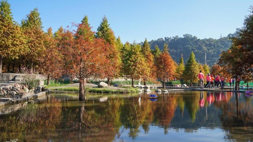 隨手都能拍出黃綠紅漸層的落羽松美景。(圖/欣晴。美食旅遊生活提供)