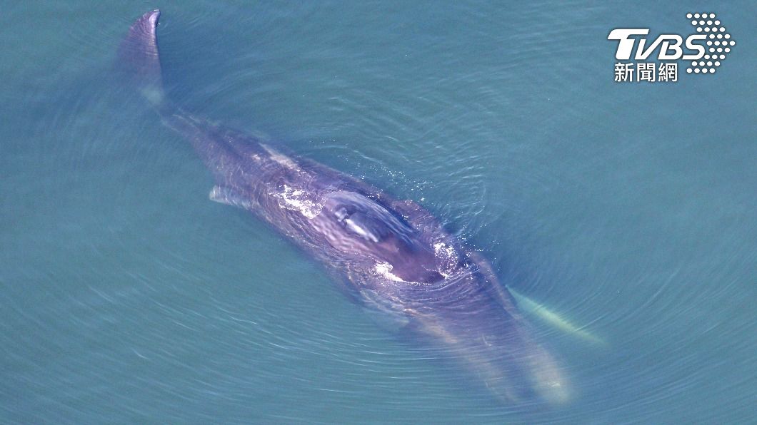 回不到大海 大阪灣「迷途鯨魚」虛弱苦撐5天死亡