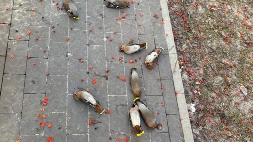 末日景象?公園「滿地鳥屍」集體翻肚 真相揭曉超ㄎ一ㄤ