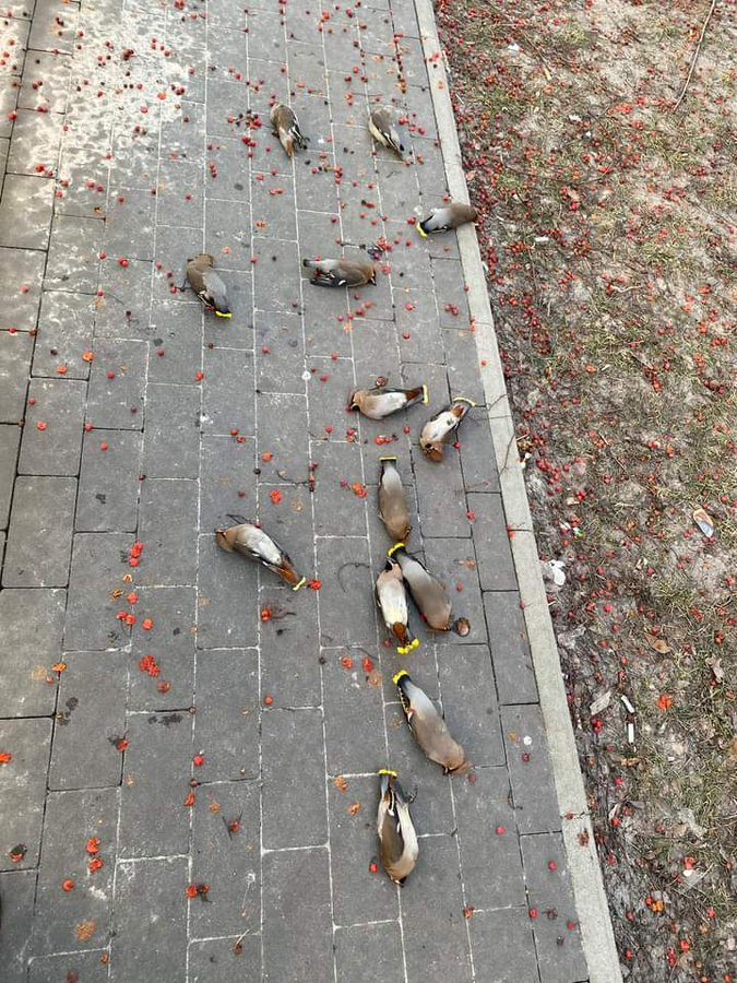 有人擔心是生態浩劫。(圖/翻攝自Reddit)