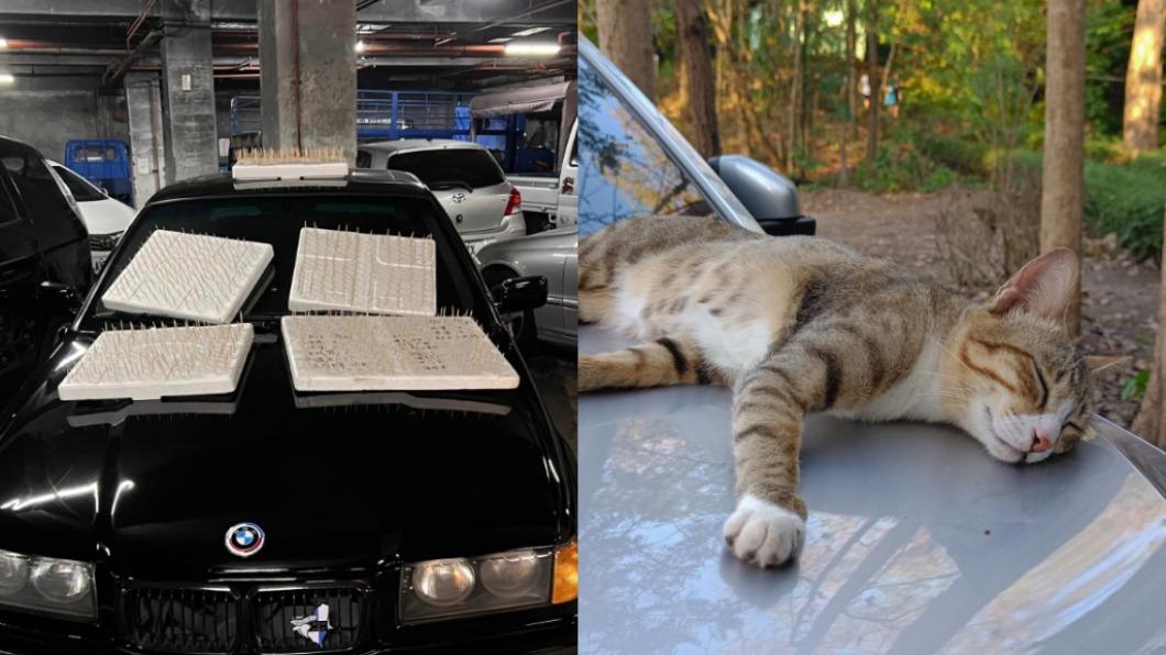 車主自製「防貓刺蝟板」!貓奴看照片火大 2派留言引戰火