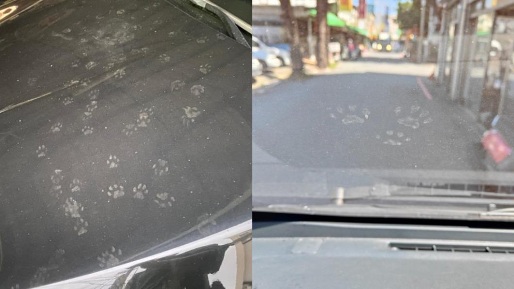 許多車主都有車子被貓踏的經驗。(合成圖/翻攝自路上觀察學院)