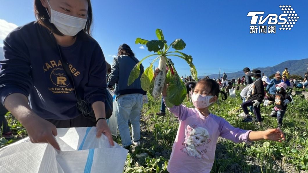 台東金門都在拔蘿蔔 民眾迎春節盼搶好彩頭