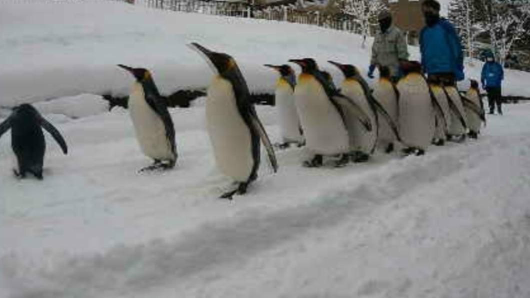 日本最夯動物園在旭川 冬季重頭戲:企鵝大隊散步