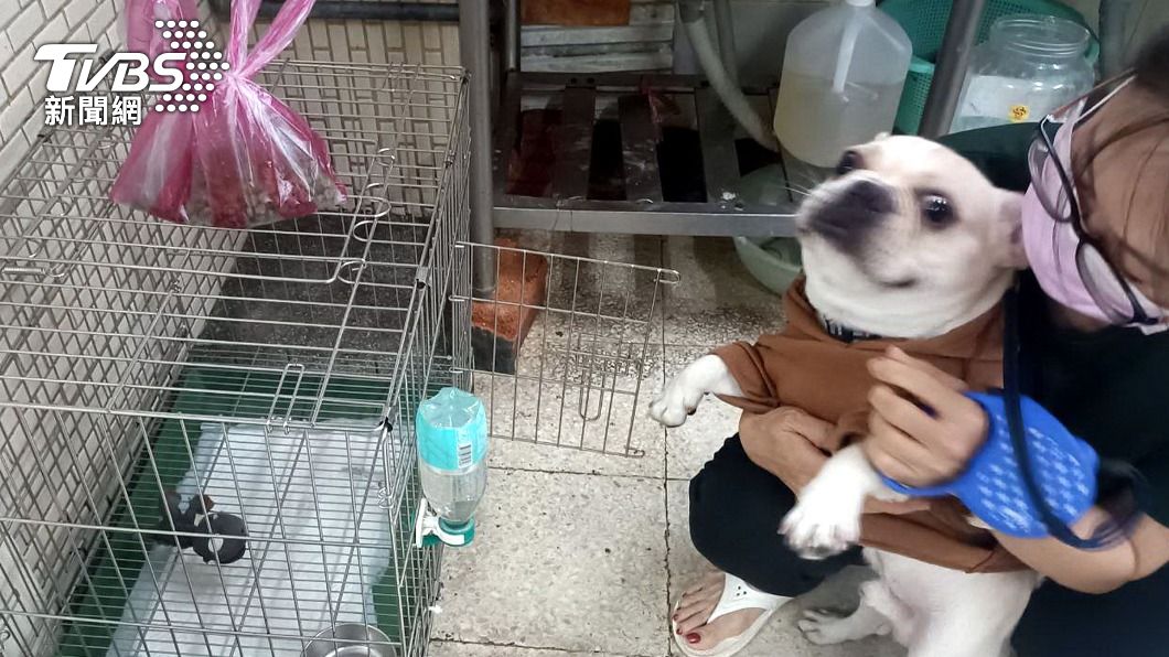 飼主狠踹寵物狗又丟草叢　動保處重罰8萬、列禁養黑名單