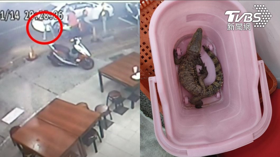 誰家的寵物?高雄豆漿店水溝竄鱷魚 客人嚇到彈起來