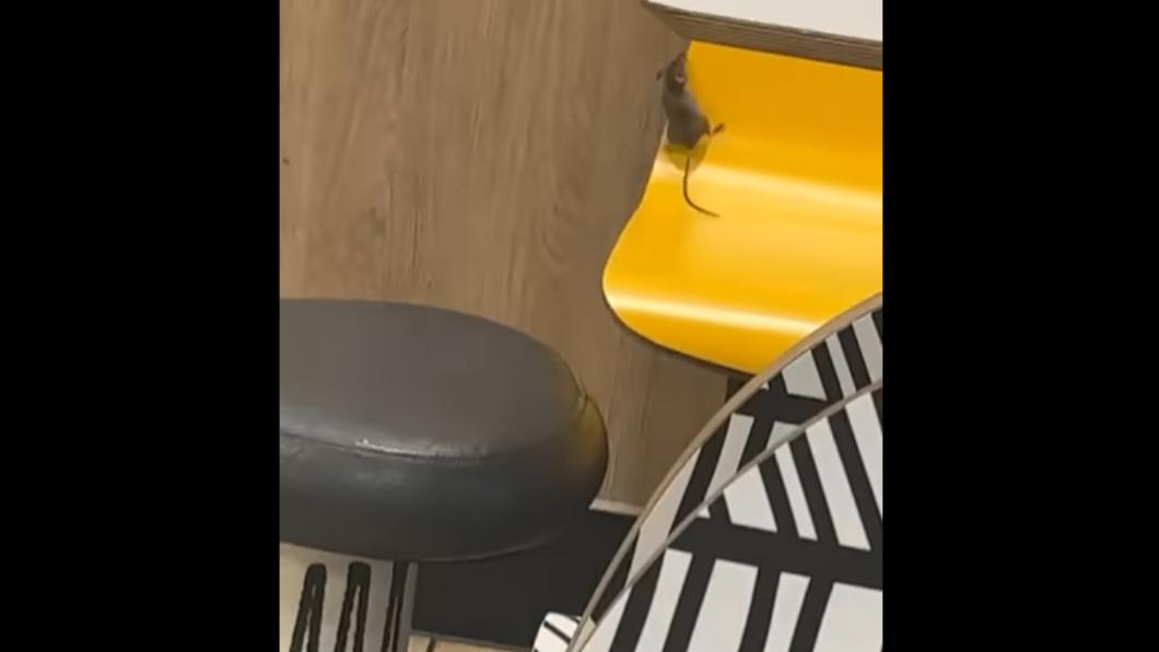 一隻髒兮兮的老鼠大搖大擺的在椅子上亂爬,嚇壞了正在用餐的克洛伊。(圖/翻攝自臉書)