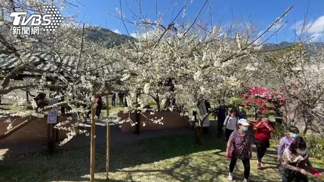 今天台灣氣候受冷氣團影響信義梅花大爆發