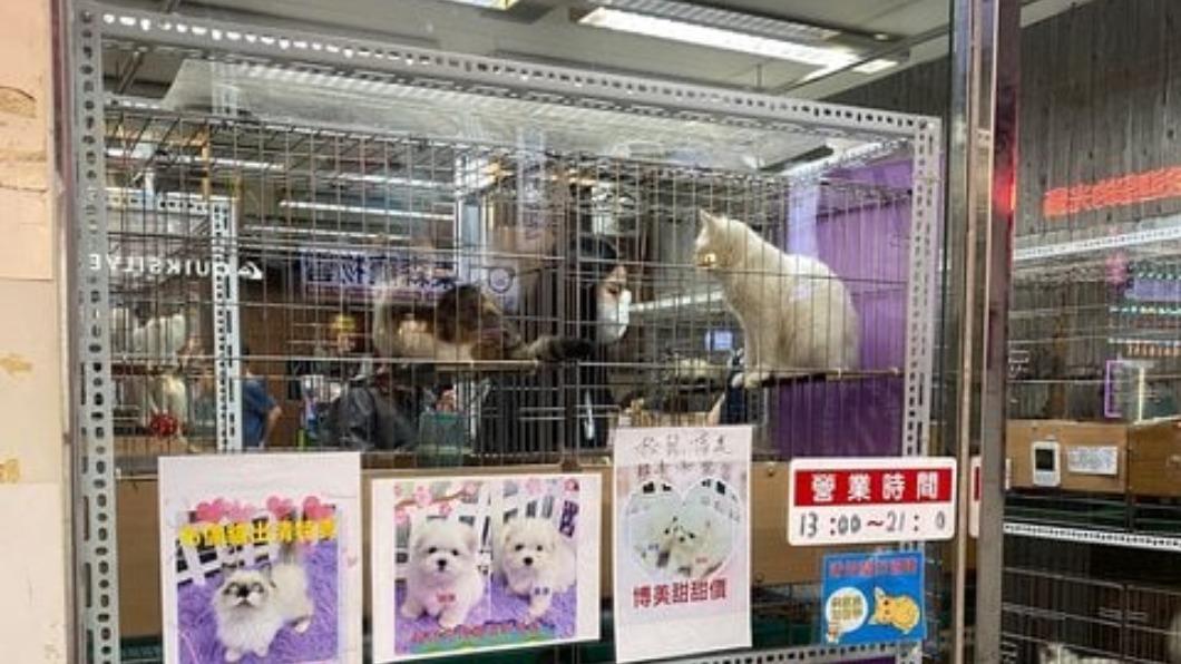 獨/士林寵物店驚爆賣病貓「每隻都在哭」 業者喊冤:社會有仇視