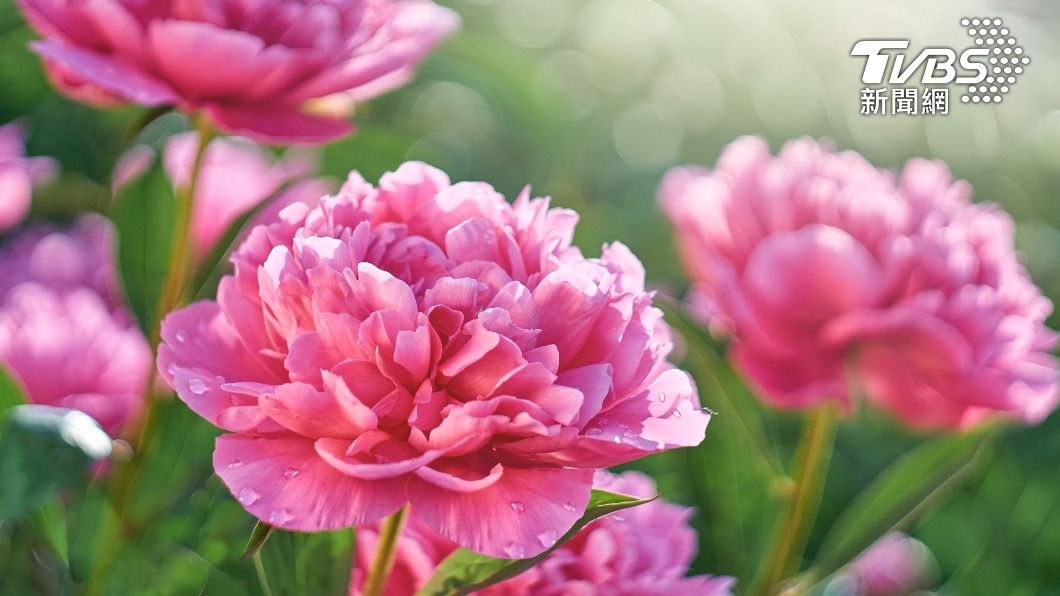 今年的「錢母」設計是「金兔祈福.花開富貴」主題。(示意圖/shutterstock達志影像)
