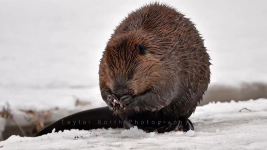 圓滾滾的棕色球體,是加拿大國寶動物「河狸」(beaver)。(圖/翻攝自《渡渡鳥》)