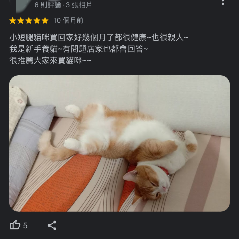 不過也有顧客大讚貓咪乖巧親人,地圖評價高達4.2顆星。(圖/翻攝自Google地圖)