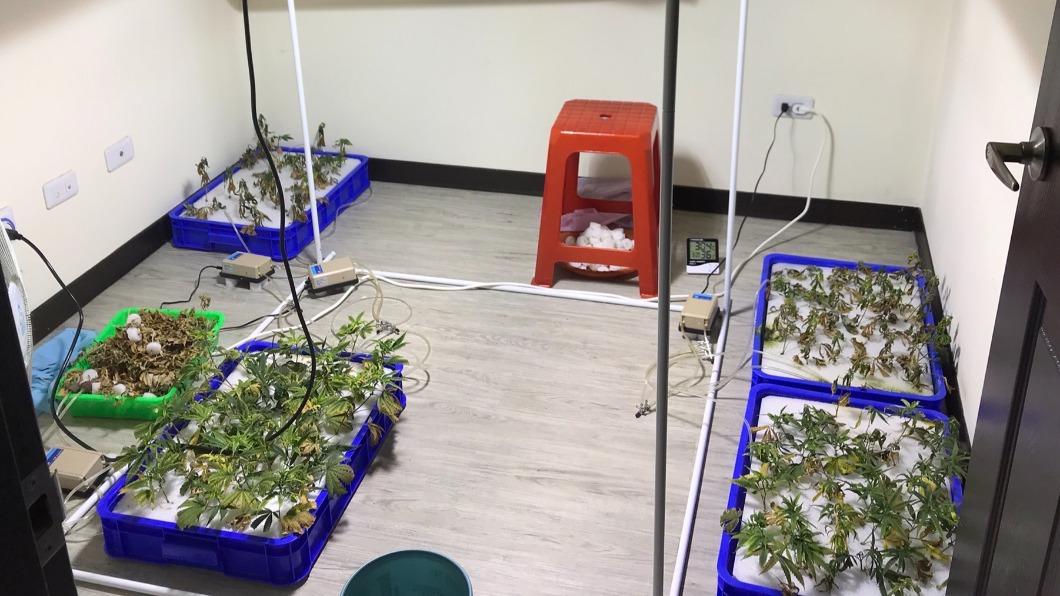 透過「網路」學習種植大麻 警查獲458株大麻市價2千萬
