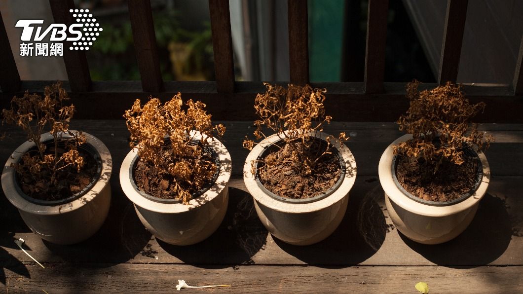 有枯死植物要連根拔除。(示意圖/shutterstock達志影像)