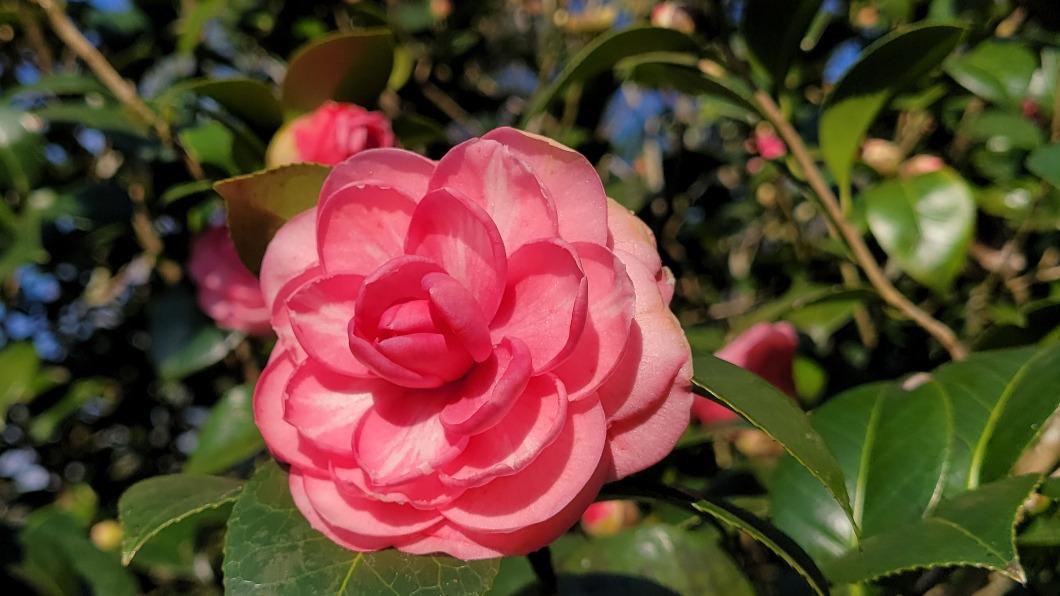 坪林茶花盛開仙氣十足 春節連假浪漫打卡景點