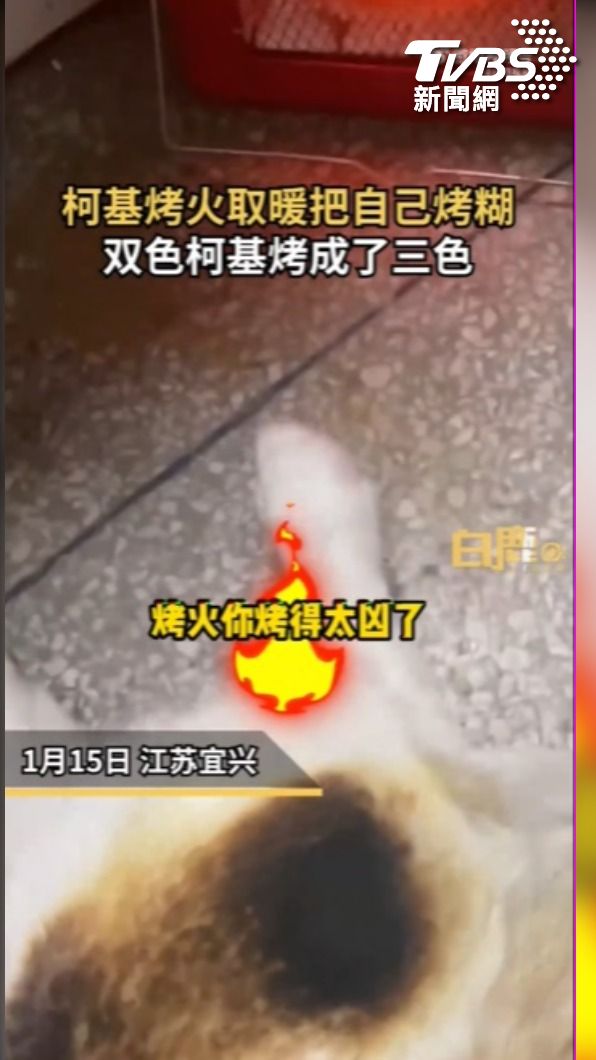 柯基烤火燒焦(翻攝:陝西白鹿視頻微博)