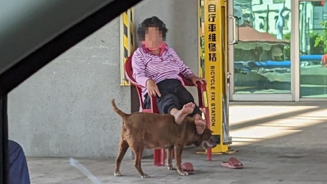 好有愛!這隻汪乖乖給阿嬤「饋咖」 網笑翻:台灣狗椅