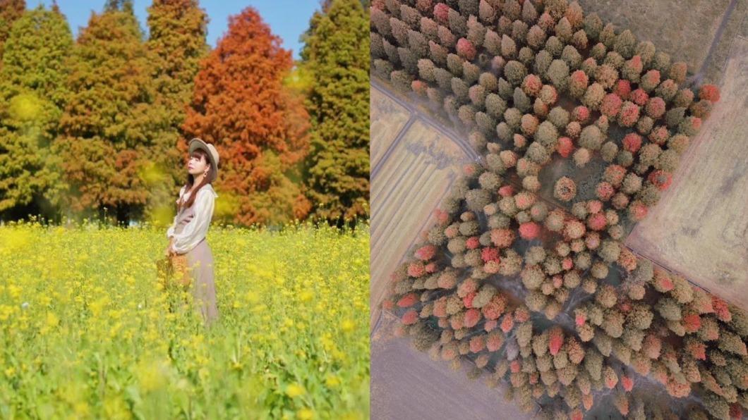 走春去!超唯美落羽松成「俄羅斯方塊陣」 破2千坪免費拍