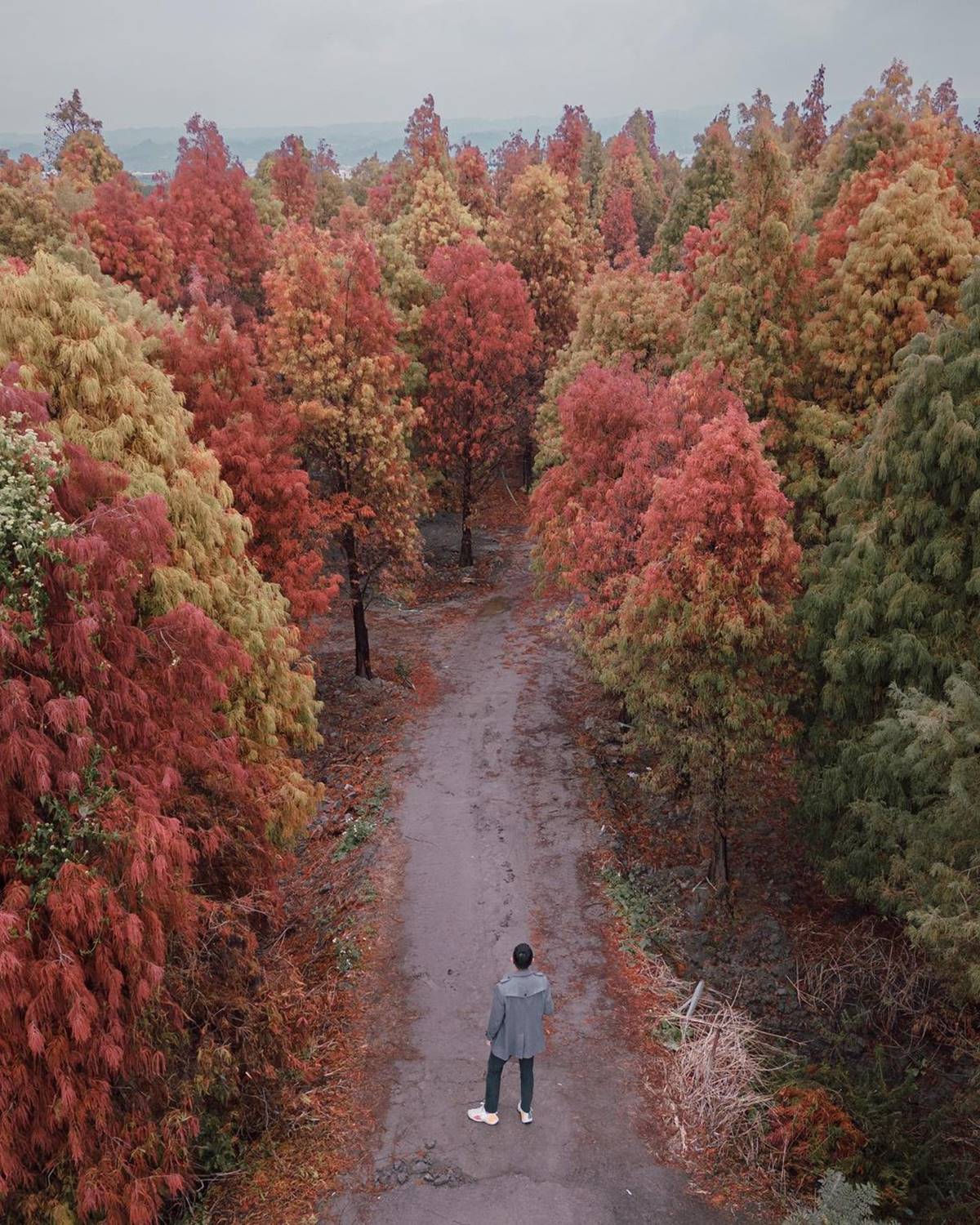 大村落羽松持續催紅中，觀賞期預計可以到1月下旬。（圖／翻攝自IG@lambert6200）
