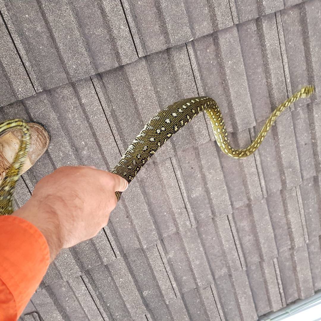 柯林抓過大大小小、不同的蛇。(圖/翻攝自Lake Macquarie Snake Catcher臉書)