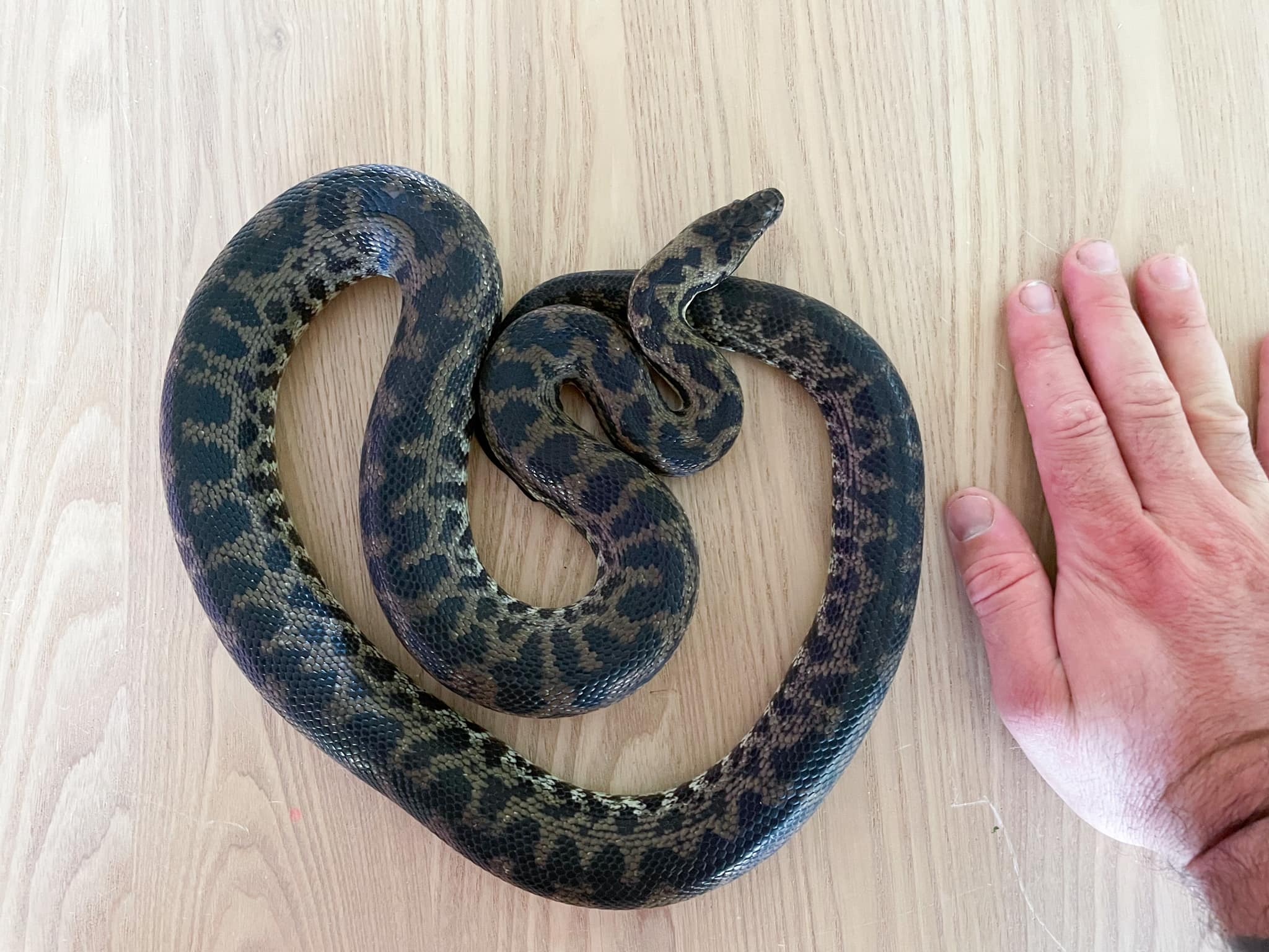 柯林各種蛇都遇過。(圖/翻攝自Lake Macquarie Snake Catcher臉書)