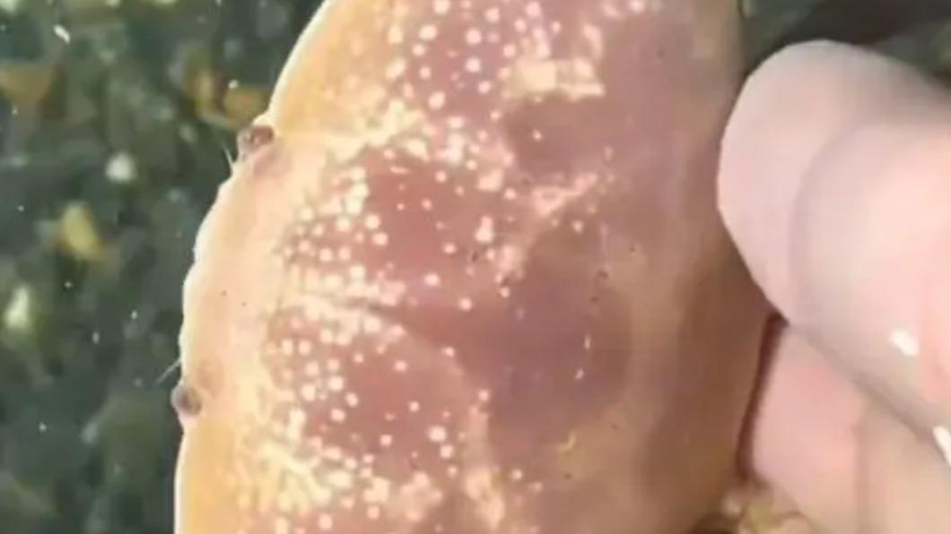 誤食正直愛潔蟹會出現上吐下瀉、四肢麻痺無力的症狀。(圖/翻攝自微博)