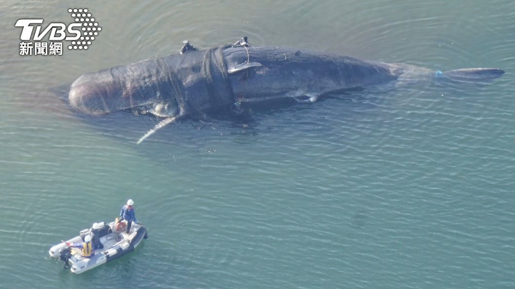 日本近海大王魷魚、抹香鯨罕見現蹤　網憂「大地震前兆」