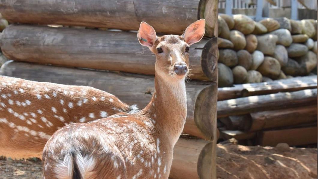 陪動物過新年 新竹動物園春節不打烊