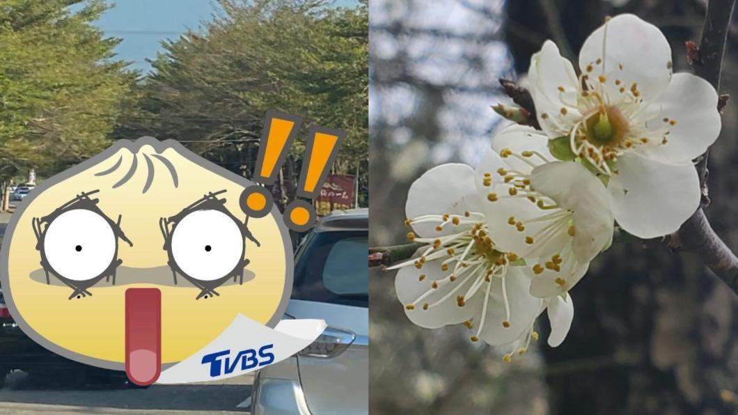 塞!嘉義這景點開車「5分鐘變1小時」 網崩潰:騎牛更快