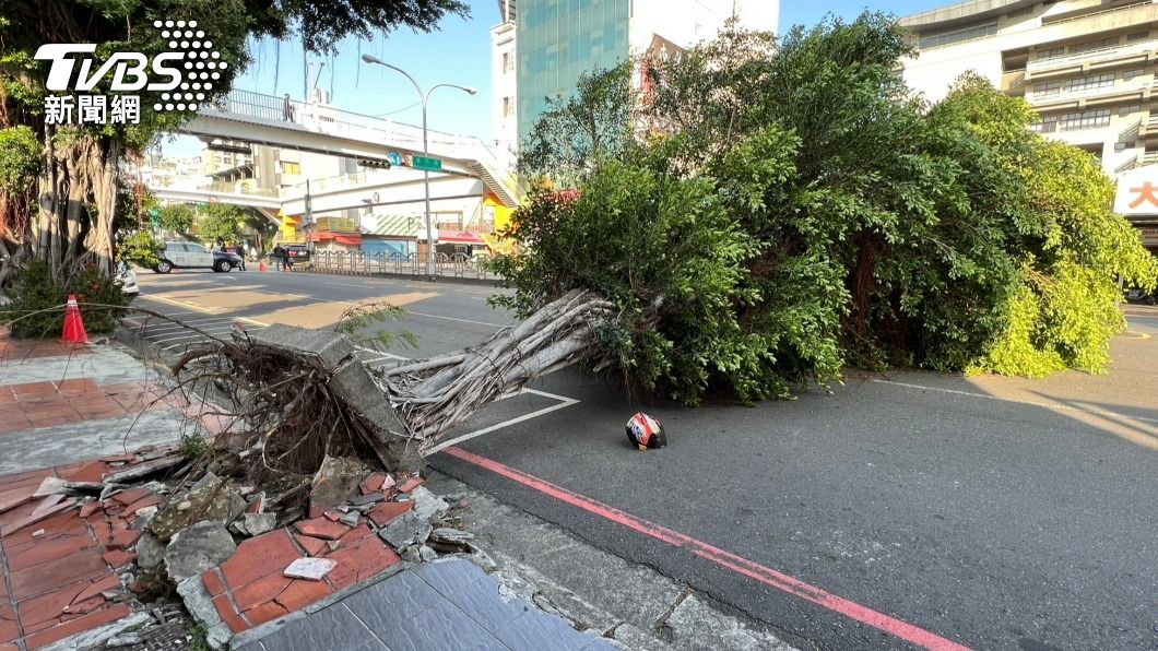 撐破地磚！路樹遭狂吹「連根倒下」　2機車3人衰被砸傷