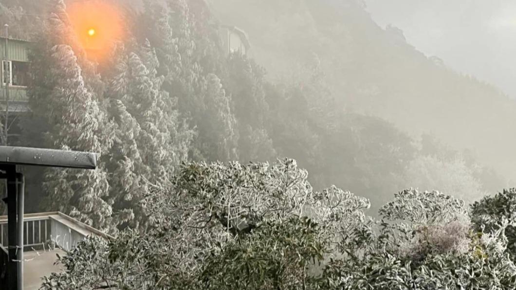 整片樹林都被雪花覆蓋。（圖／翻攝自「綠木頭」臉書）
