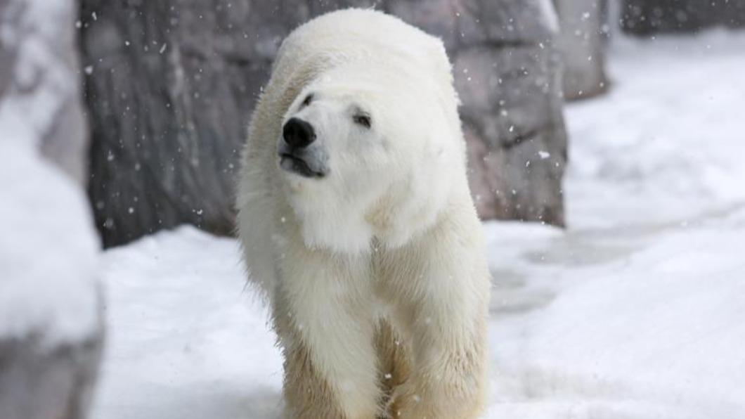 圖/翻攝自旭山動物園官網