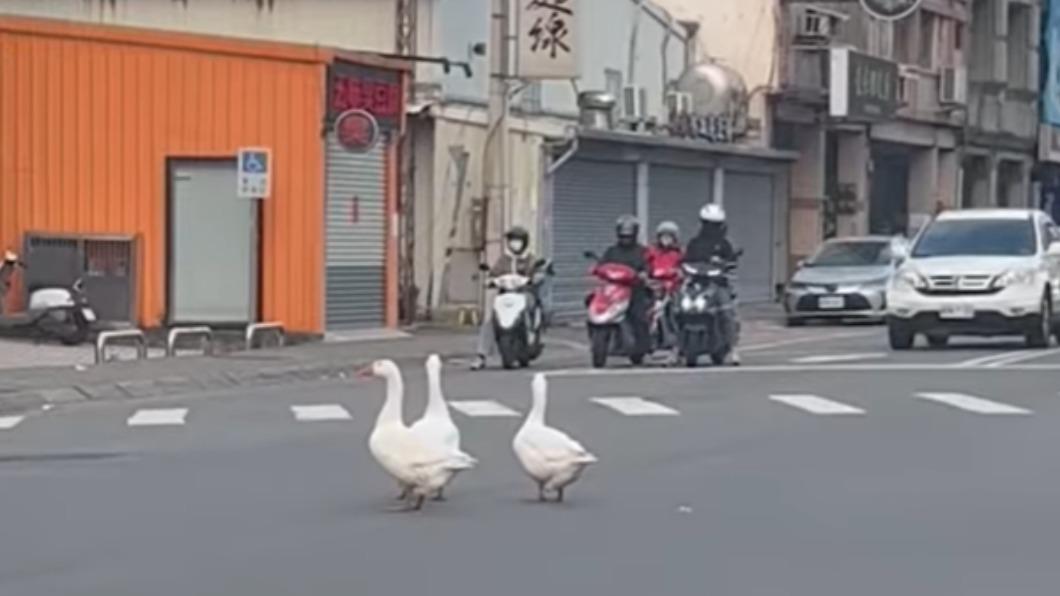 誰家「鵝」子?新竹3鵝萌逛大街 在地人笑:年菜跑出來