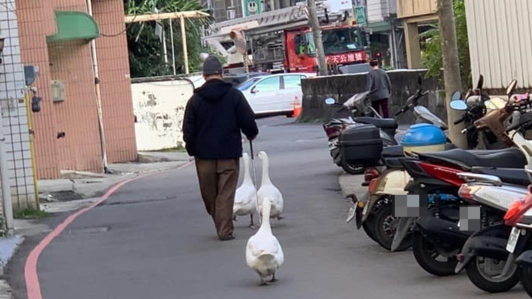 在地人說3鵝由一名阿公飼養,在當地相當有名。(圖/翻攝自「新竹爆料公社」臉書)
