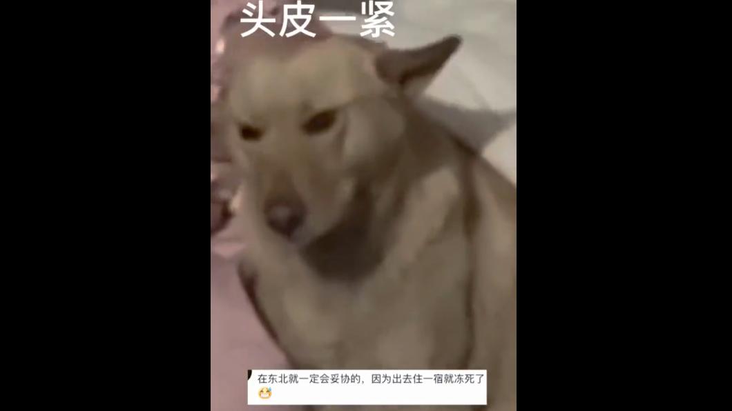 陪張姓女子睡覺的狗狗。有網友留言表示,如果是在中國東北,因為露宿街頭氣溫太低,一定會妥協的。(圖/翻攝自微博)