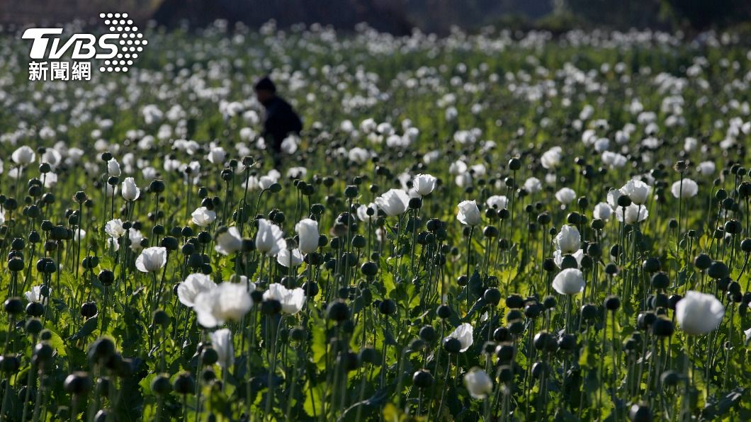 軍事政變又通貨膨脹 緬甸栽種鴉片面積大幅增加