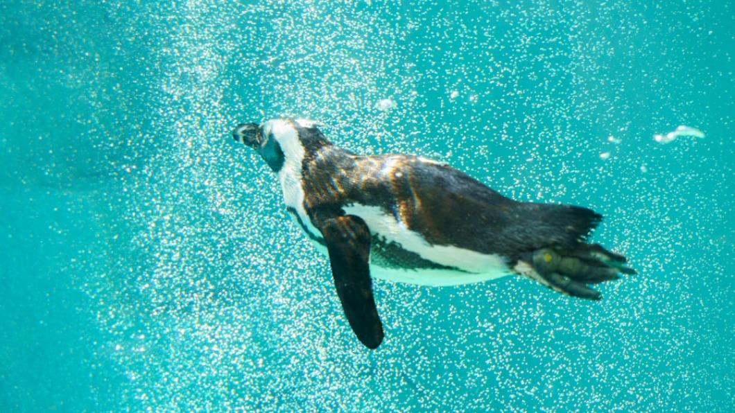 黑腳企鵝愛晨泳泡澡 北市動物園曝「最佳觀賞時機」
