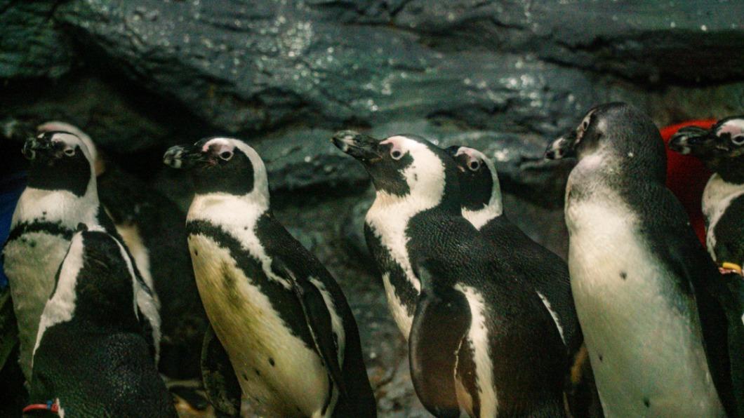黑腳企鵝是唯一生活在非洲的企鵝。（圖／台北市立動物園提供）