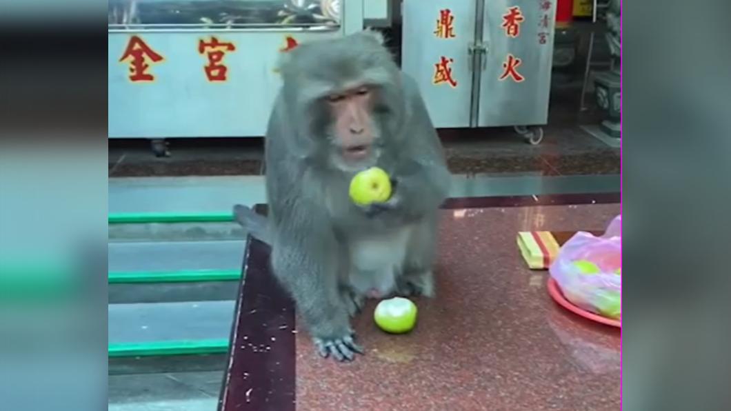 獼猴偷吃供品。（圖／廟方提供）