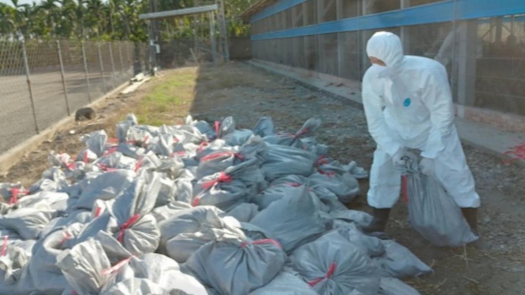屏東土雞場確診H5N1禽流感　撲殺逾萬隻土雞完成清消