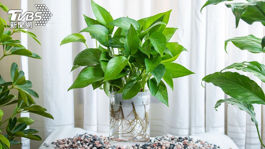 「1植物」易招財快放玄關! 廚房放這滿滿正能量