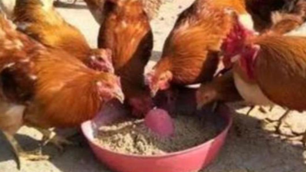 有中國大陸網友分享,米糠都是拿來做為雞飼料、豬飼料,人類難以下嚥,過去都是飢荒時不得已才吃的。(圖/翻攝自微博)