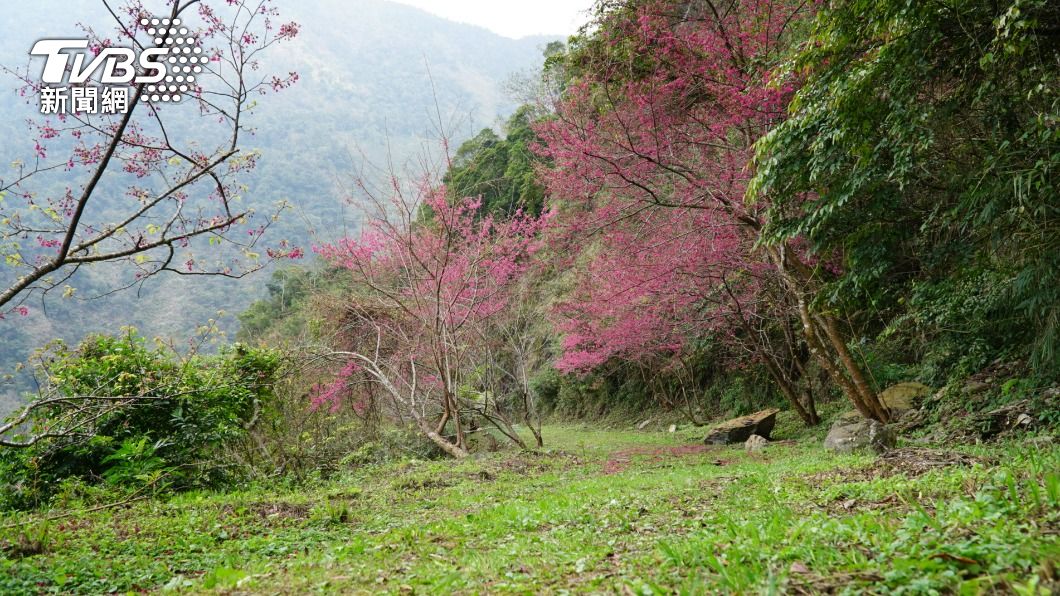 台24線花開8成，追櫻遊客這要注意。（圖／林炫均攝）